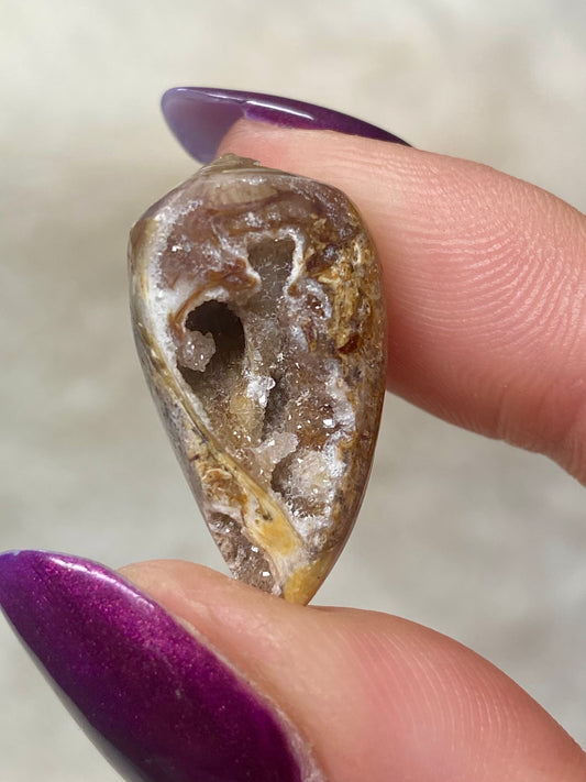 Rare Fossilised Spiralite Quartz shell- size S